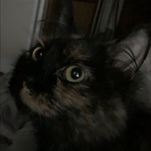 Meet your Posher, Chuck